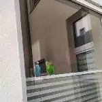 Chip und Pock suchen ein neues Zuhause Bild 5