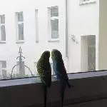 Chip und Pock suchen ein neues Zuhause Bild 3