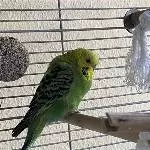 Kiwi sucht ein neues zuhause Bild 1