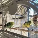 Kiwi sucht ein neues zuhause Bild 2