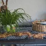 Henne Pepe sucht ein Fußgänger-gerechtes Zuhause Bild 2