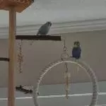 2 Wellensittiche zu vermitteln Bild 1