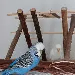 Ein Hahn und eine Henne suchen ein liebevolles ,neues Zuhause! Bild 1