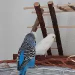 Ein Hahn und eine Henne suchen ein liebevolles ,neues Zuhause! Bild 3
