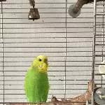 Aufgewecktes Wellensittich Weibchen sucht neues Zuhause Bild 1