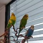 3 Wellis suchen eine freie Schaukel Bild 2