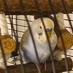 Wellipärchen abzugeben Bild 3