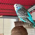 6 Wellensittiche paarweise abzugeben Bild 6