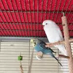 6 Wellensittiche paarweise abzugeben Bild 5