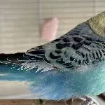 6 Wellensittiche paarweise abzugeben Bild 3