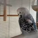 6 Wellensittiche paarweise abzugeben Bild 4