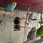 6 Wellensittiche paarweise abzugeben Bild 1