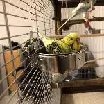3 junge Wellis suchen ein neues Zuhause Bild 5