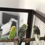 3 junge Wellis suchen ein neues Zuhause Bild 1