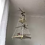 3 junge Wellis suchen ein neues Zuhause Bild 4