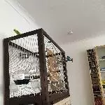 3 junge Wellis suchen ein neues Zuhause Bild 6