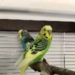 3 junge Wellis suchen ein neues Zuhause Bild 2