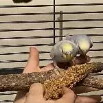 6 Wellis abzugeben Bild 4