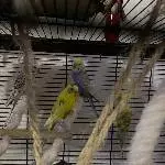 6 Wellis abzugeben Bild 3