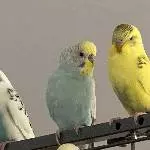 6 Wellis abzugeben Bild 6