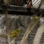 6 Wellis abzugeben Bild 1