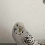6 Wellis abzugeben Bild 12