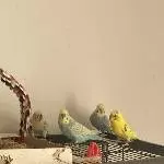 6 Wellis abzugeben Bild 10