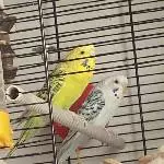 6 Wellis abzugeben Bild 11