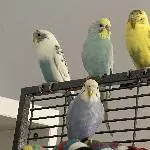 6 Wellis abzugeben Bild 2