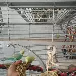 2 Welli-Hähne suchen ein neues Zuhause Bild 2