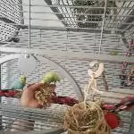 2 Welli-Hähne suchen ein neues Zuhause Bild 1