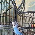 Wellensittich-Dame sucht neuen Partner Bild 1
