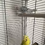 Welli Rio und Isy abzugeben Bild 2