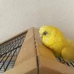 Wellensittiche abzugeben Bild 1
