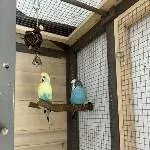 2 Brüder suchen ein neues Zuhause Bild 1