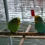 2 zuckersüße Wellis abzugeben, befinden sich momentan im Raum Aschaffenburg Bild 4