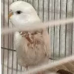 4 Wellensittiche abzugeben Bild 2