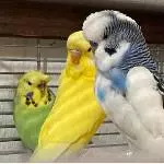 4 Wellensittiche abzugeben Bild 1