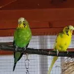 Wellensittich sucht neue Familie Bild 1