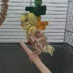1 Hahn mit Polyoma wahrscheinlich auch PBFD zu vermitteln Bild 1