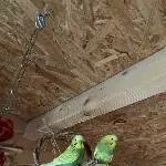 2 Hähne suchen Freiflug-Zuhause Bild 1