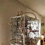 Suche schweren Herzens ein neues Zuhause für mein Welli Paar Bild 7