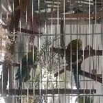 Suche schweren Herzens ein neues Zuhause für mein Welli Paar Bild 5