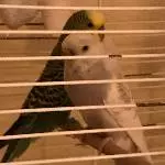 2,5 Jahre alte Wellensittich-Dame sucht neues Zuhause Bild 1