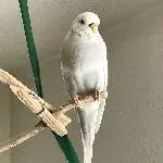 2,5 Jahre alte Wellensittich-Dame sucht neues Zuhause Bild 2