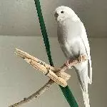 2,5 Jahre alte Wellensittich-Dame sucht neues Zuhause Bild 3