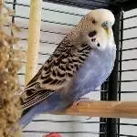5 Wellis suchen ein zu Hause... Bild 5