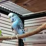 5 Wellis suchen ein zu Hause... Bild 6