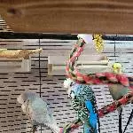 5 Wellis suchen ein zu Hause... Bild 2