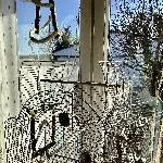Lina und Sam suchen dringend ein liebevolles neues zu Hause Bild 3